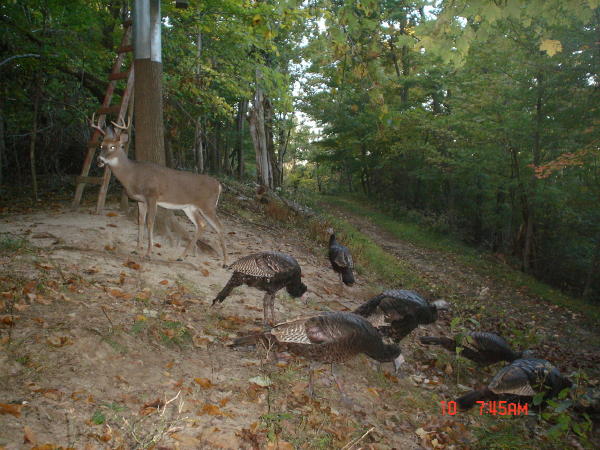 8 point buck and turkeys